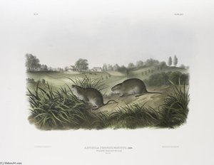 Arvicola Pennsylvanicus, Wilson's Meadow Mouse. Natural Size — Džonas Džeimsas Odiubonas