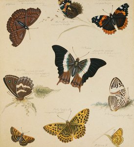Studies Of Butterflies And Insects — Sydenham Teast Edwards