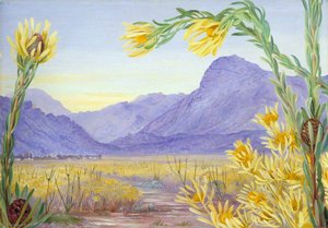 Ausblick Über Eine Weite Von Leucadendron Zum Ceres Und Mitchells Pass — Marianne North, Victorian Naturalism