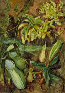 Kannenpflanzen Mit Farn Im Hintergrund, Sarawak, Borneo — Marianne North, Viktorianische Botanische Malerei