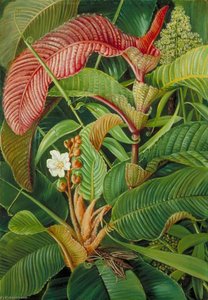 Wormia And Flagellaria In The Seychelles — Marianne North, Victorian Botanical Painting