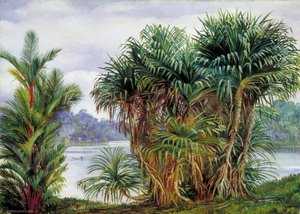 A Clump Of Screw Pine And Palm With A Glimpse Of The River, Sarawak, Borneo — Marijana Nort, Victorian Naturalism