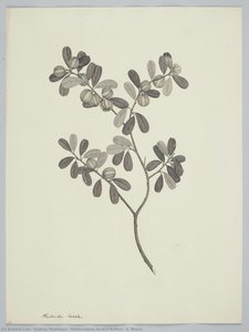 Petalostigma banksii Britten & S. Moore