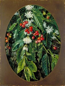 Folhagem, Flores e Frutos do Café, Jamaica