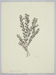Neoroepera banksii Bentham