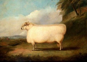 A Leicester Ram