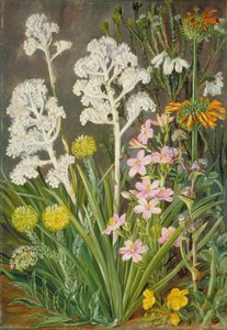 The Wool Flower Of South Africa And Some Others — ماريان نورث, Victorian Adventurer In Bloom