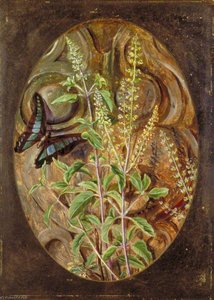 Basilico Sacro O Tulsi — Marianne North