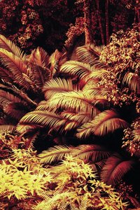 Infinite Ochre: The Eternal Pulse of the Gilded Jungle