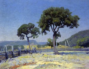 Live Oak Trees On Williams' Ranch, Bandera County