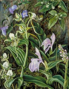 Flores Silvestres De Kumaon, India — Marianne North, Romanticismo Prerrafaelita