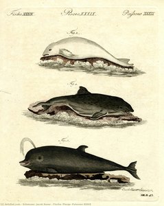 Fische, Pisces, Poissons Xxxix — Schmuzer, Jacob Xaver