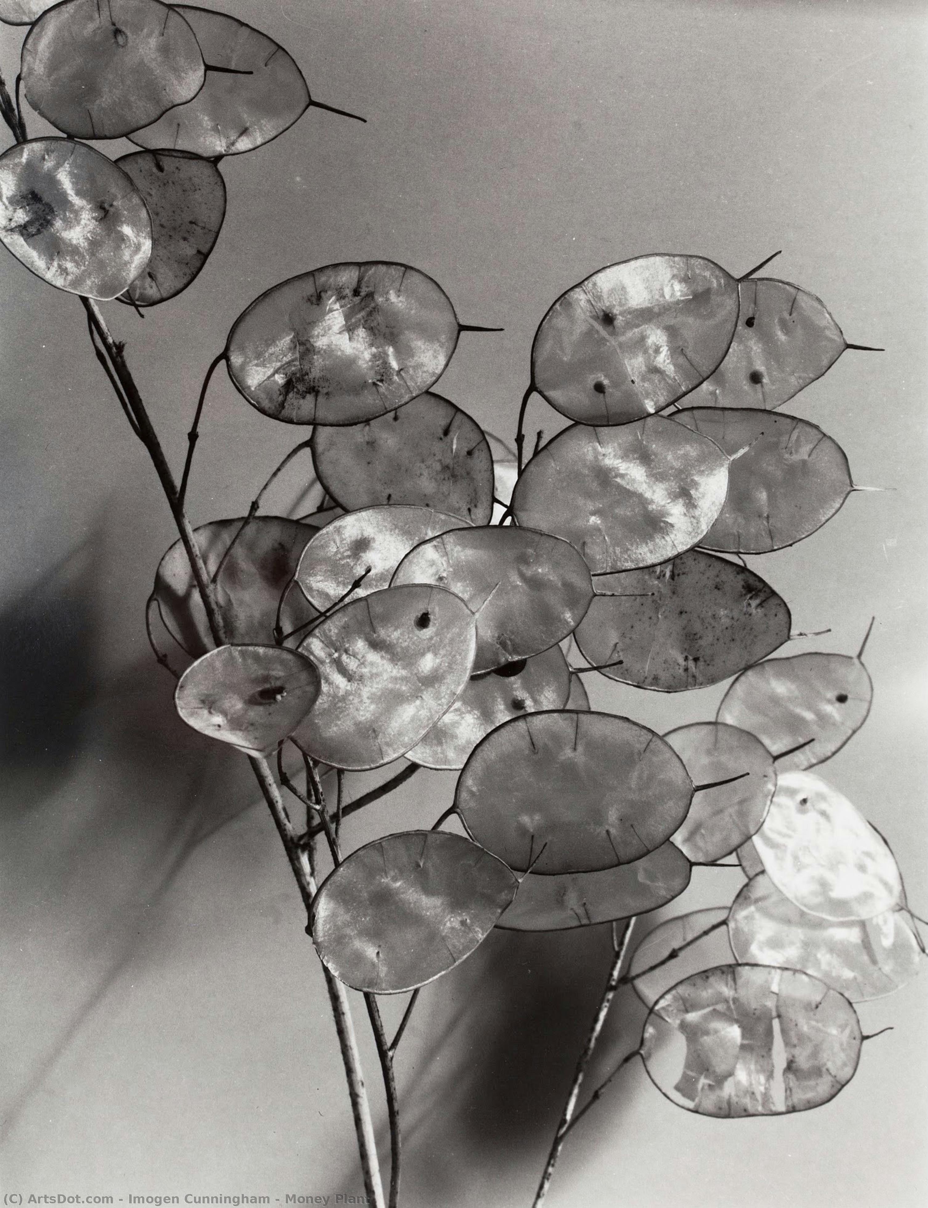Pengeplante — Imogen Cunningham