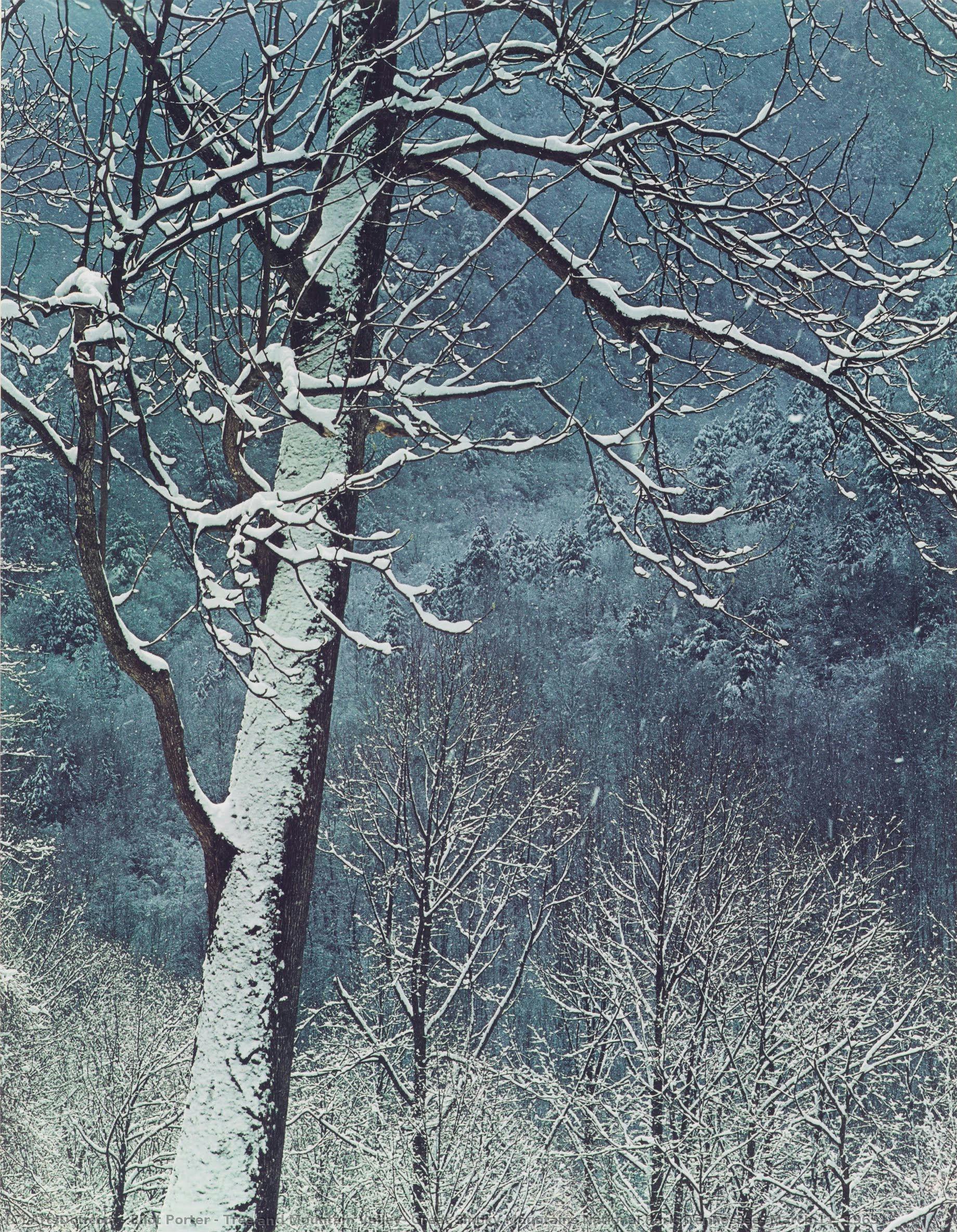 Tree And Mountain Valley, Great Smoky Mountains National Park, Tennessee, March 11, 1969 — Eliot Porter