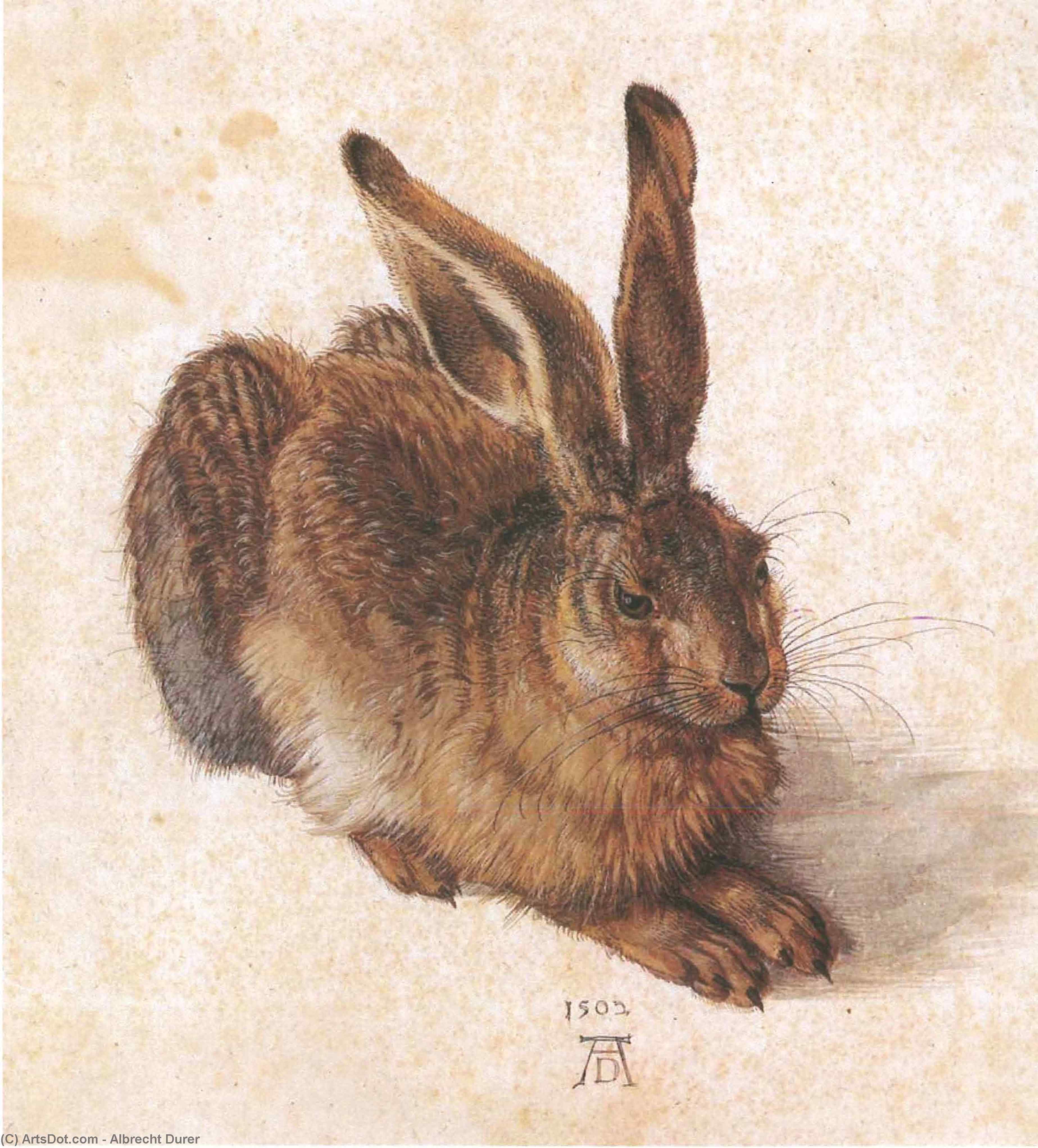 Young Hare — Albrecht Dürer