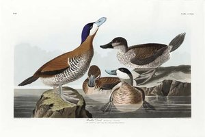 Ruddy Duck — Robert Havell, Hudson River School