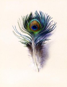 Peacock Feather — Charles Herbert Moore