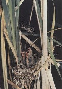Redwinged Blackbird — Eliot Porter