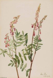Pink Hedysarum (hedysarum Americanum) — Mary Morris Vaux Walcott