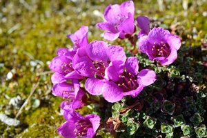 Saxifraga Oppositifolia
