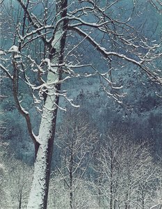 Tree And Mountain Valley, Great Smoky Mountains National Park, Tennessee, March 11, 1969 — Eliot Porter