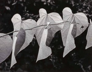 Leaves On A Branch — Bernard Stadiem