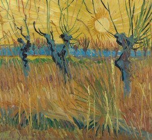 Pollard Willows At Sunset
