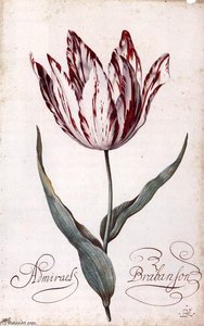 Tulip — Balthasar Van Der Ast