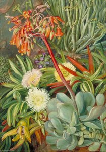 The Hottentot Fig And Other Succulents From The Karroo — Marianne North