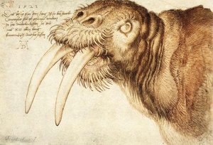 Walrus — Albrecht Dürer