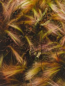 Foxtail Grass, Lake City, Colorado, August 15, 1957 — Eliot Porter