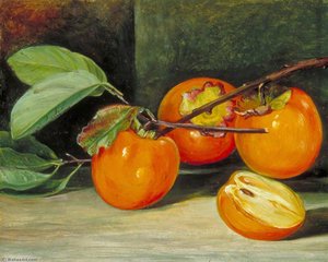 Japanese Persimmon Or Kaki Fruit — Marianne North