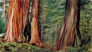 The Mariposa Grove Of Big Trees, California — Marianne North