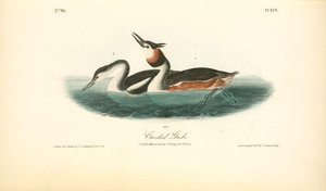 Crested Grebe. 1. Adult Male In Spring. 2. Young (first Winter) — John James Audubon