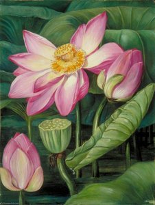 Lövverk, Blommor Och Frukt Av Den Heliga Lotusen På Java — Marianne North
