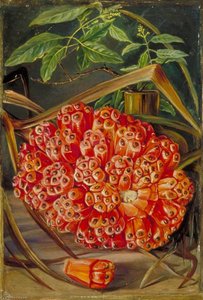 Ripe Fruit Of A Screw Pine And A Sprig Of Sandal Wood — Marianne North