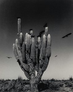 Saguaro, Sonoran Desert