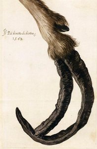 Study Of A Goat's Deformed Hoof