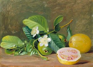 Foliage, Flowers And Fruit Of A Variety Of Guava — Marianne North