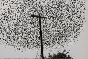 Pájaros En El Poste, Carretera (birds On The Post, Highway), Guanajuato — Graciela Iturbide