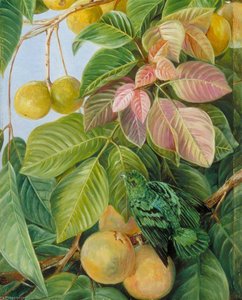 Fruit Of Sandoricum And Green Gaper, Borneo — Marianne North