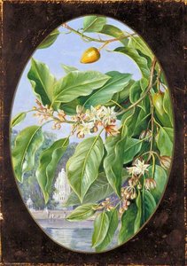 Foliage, Flowers And Fruit Of A Tree Sacred To Krishna