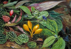 Curious Plants From The Forest Of Matang, Sarawak, Borneo — Marianne North