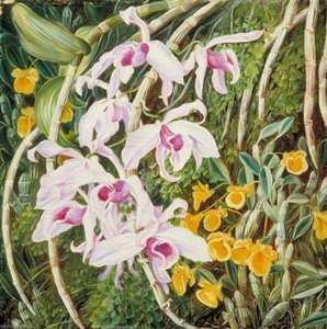 Orchids Of Tropical Asia — Marianne North