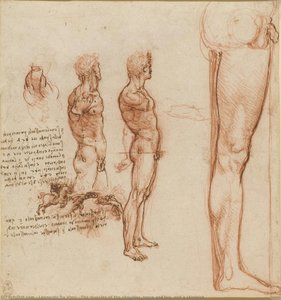 The Muscles Of The Shoulder, Torso And Leg, And A Skirmish — Leonardo Da Vinci