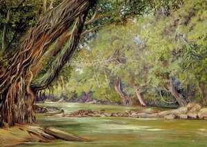 Cobweb Bridge In Borneo, Made By The Dyaks With Rattans And Bamboos — Marianne North