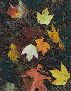 Maple Leaves And Pine Needles, Tamworth, New Hampshire, October 3, 1956 — Eliot Porter