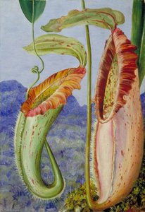Academische Botanische Illustratie