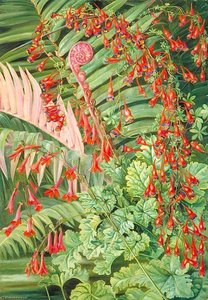 Fern And Flowers Bordering The River At Chanleon, Chili