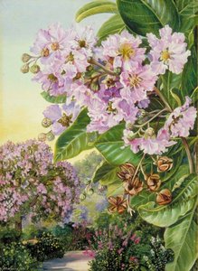 Foliage, Flowers And Fruit Of A Forest Tree Of India — Marianne North